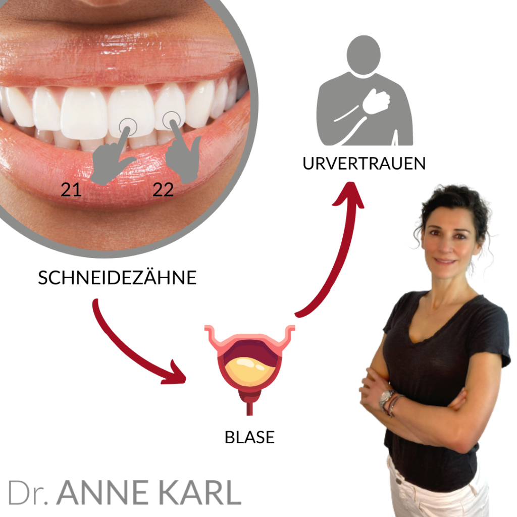 Frontzähne und die Blase