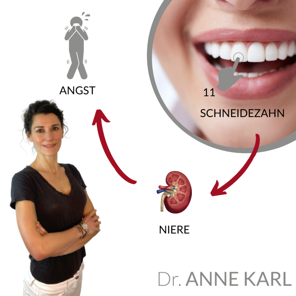 Verzahnung Frontzähne und dem Urvertrauen