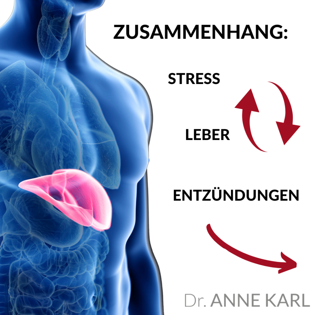 Entzündungen Leber und Stress