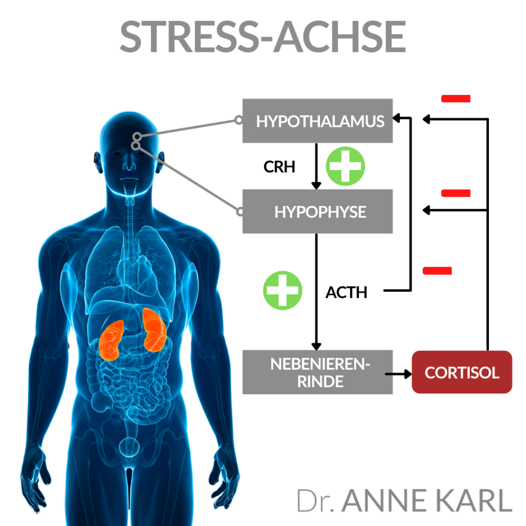 Stress-Achse