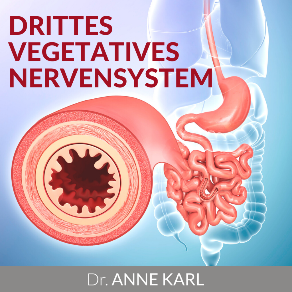 Drittes vegetatives Nervensystem