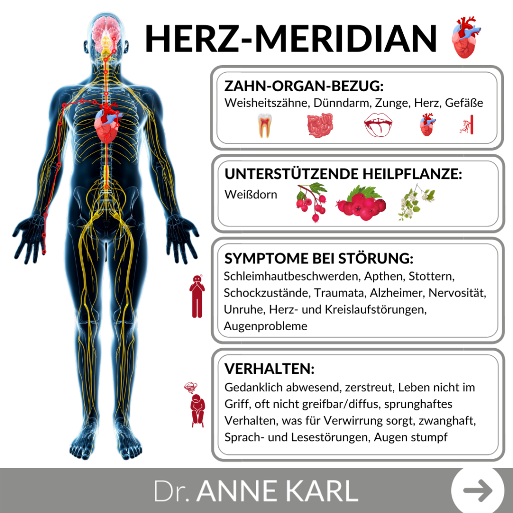 Herzmeridian