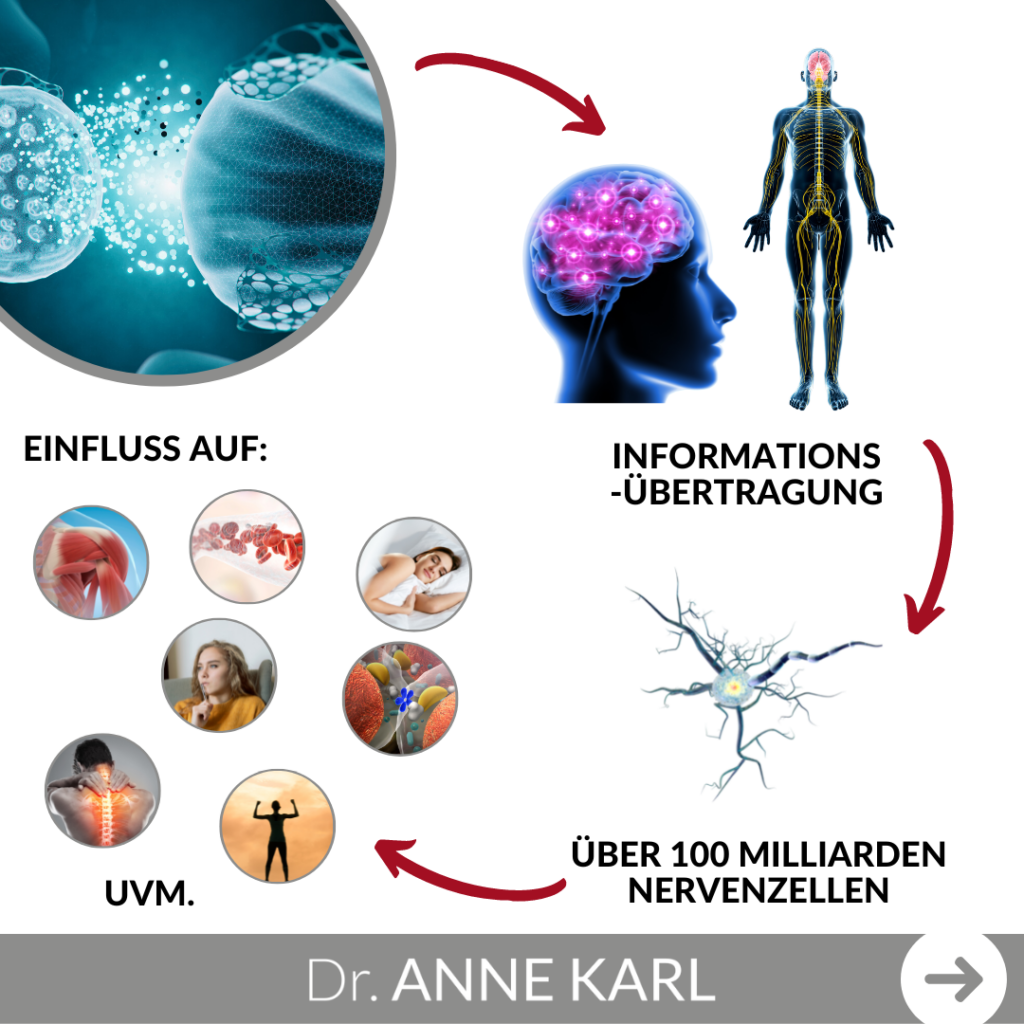 Über 100 Milliarden Nervenzellen in unserem Körper!