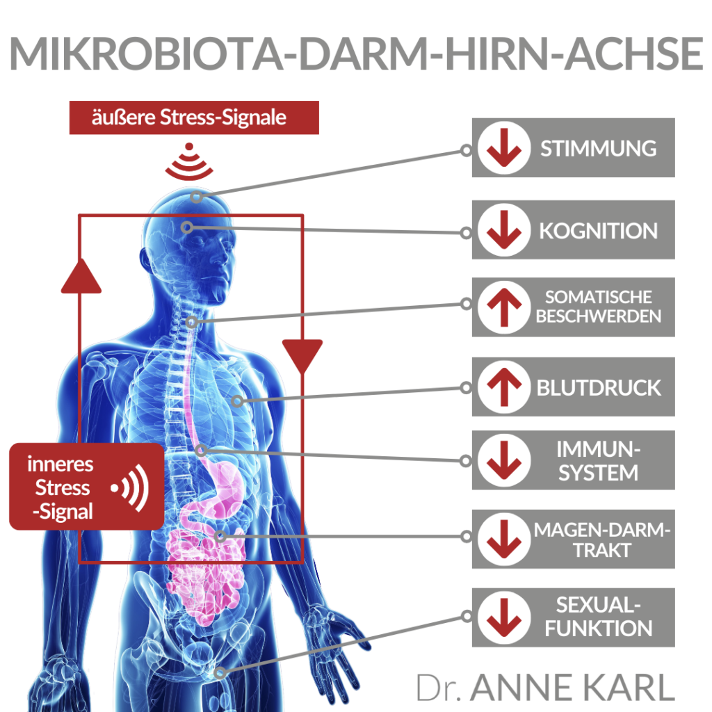 Darm-Hirn-Mikrobiom-Achse